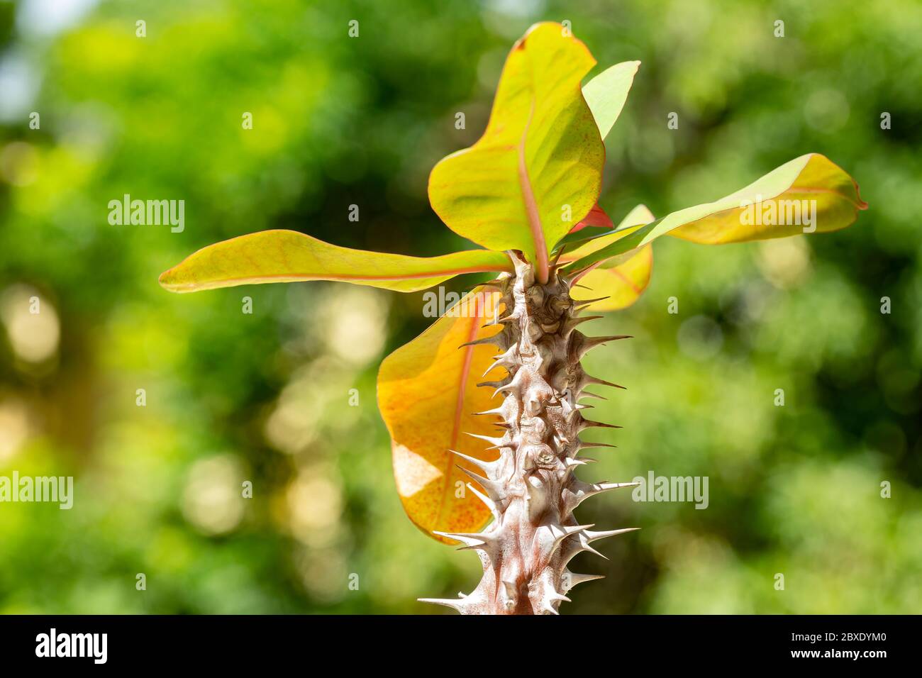 Euphorbia milii (corona di spine, pianta di Cristo, spina di Cristo) Maurizio, Africa Foto Stock
