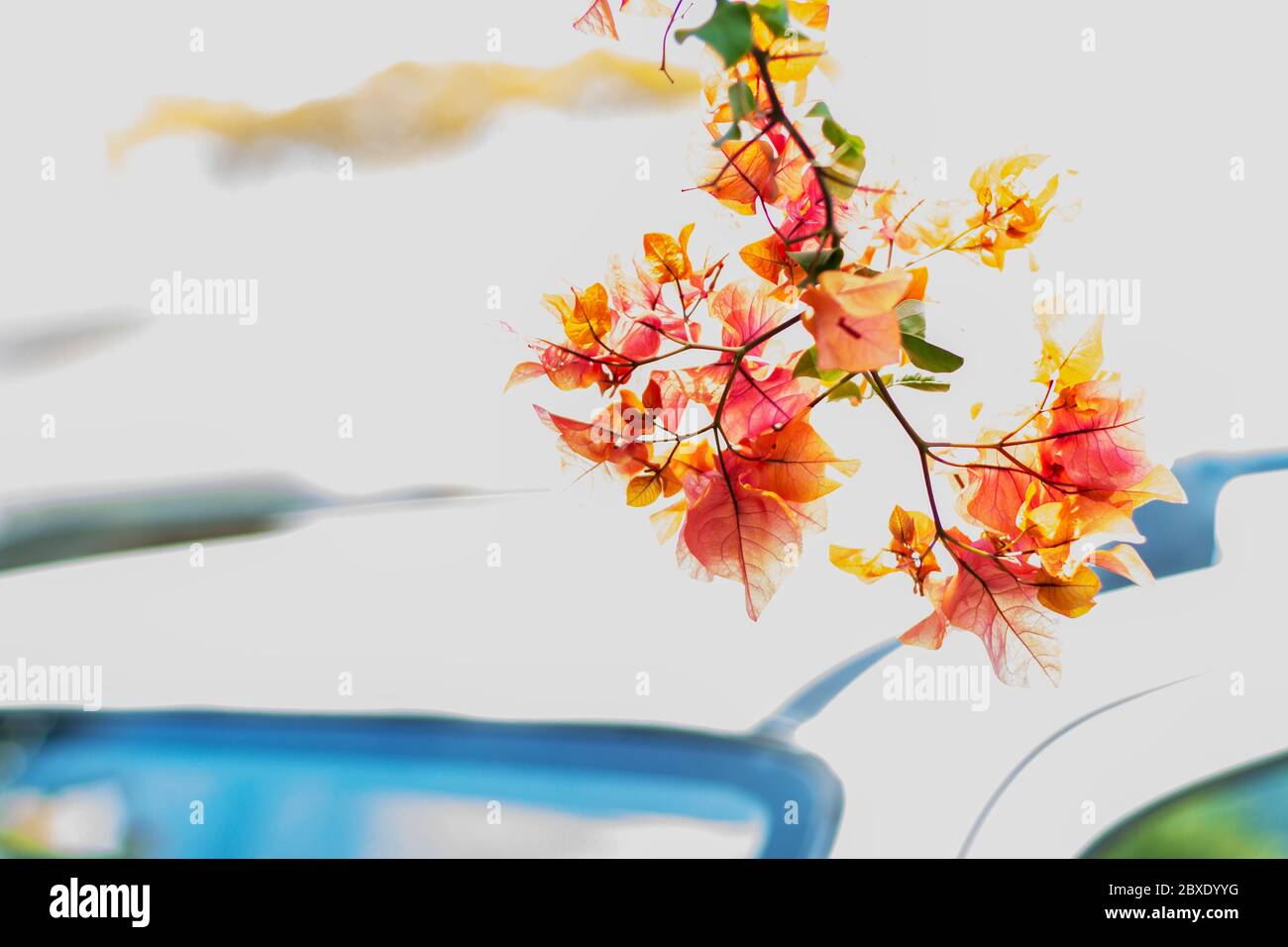 Bougainvillea rosso primo piano con focus.Mauritius in primo piano, Africa. Foto Stock