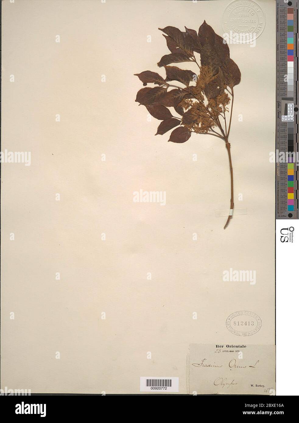 Fraxinus ornus L. Foto Stock