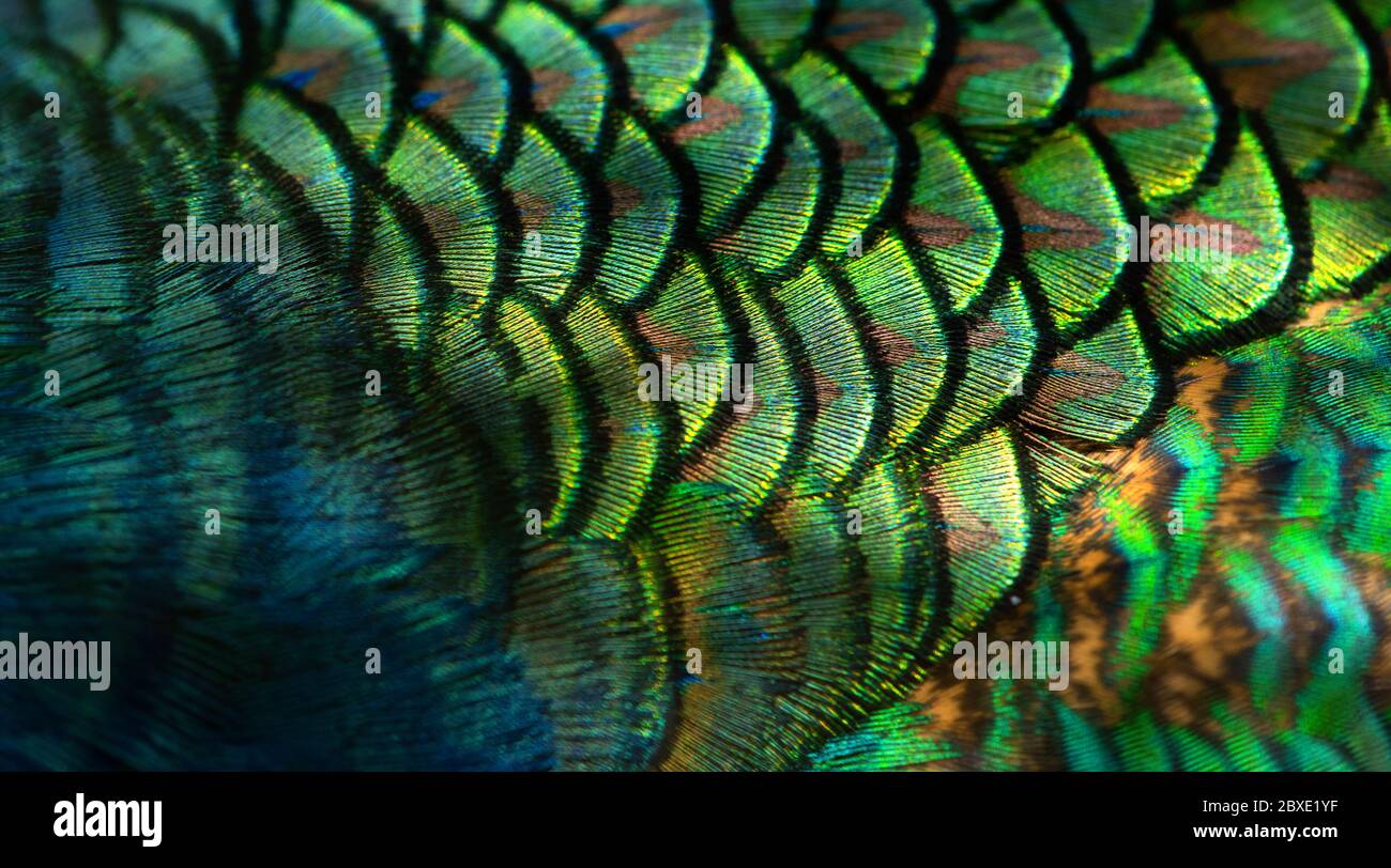 Primo piano pavoni, dettagli colorati e belle piume di pavone.Macro fotografia. Foto Stock