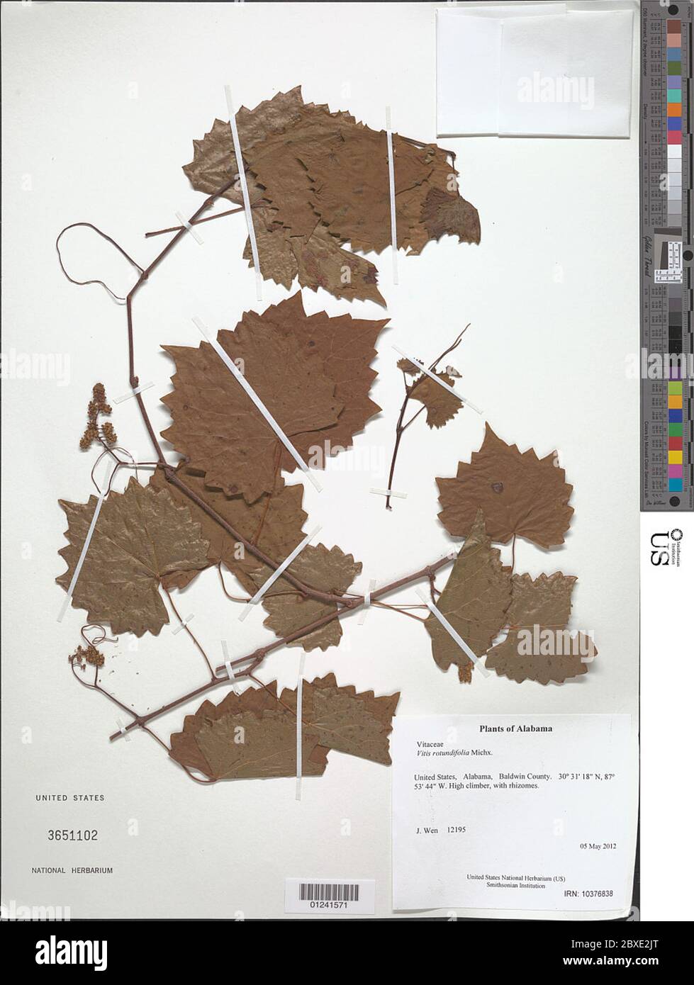 Vitis rotundifolia Michx Vitis rotundifolia Michx. Foto Stock