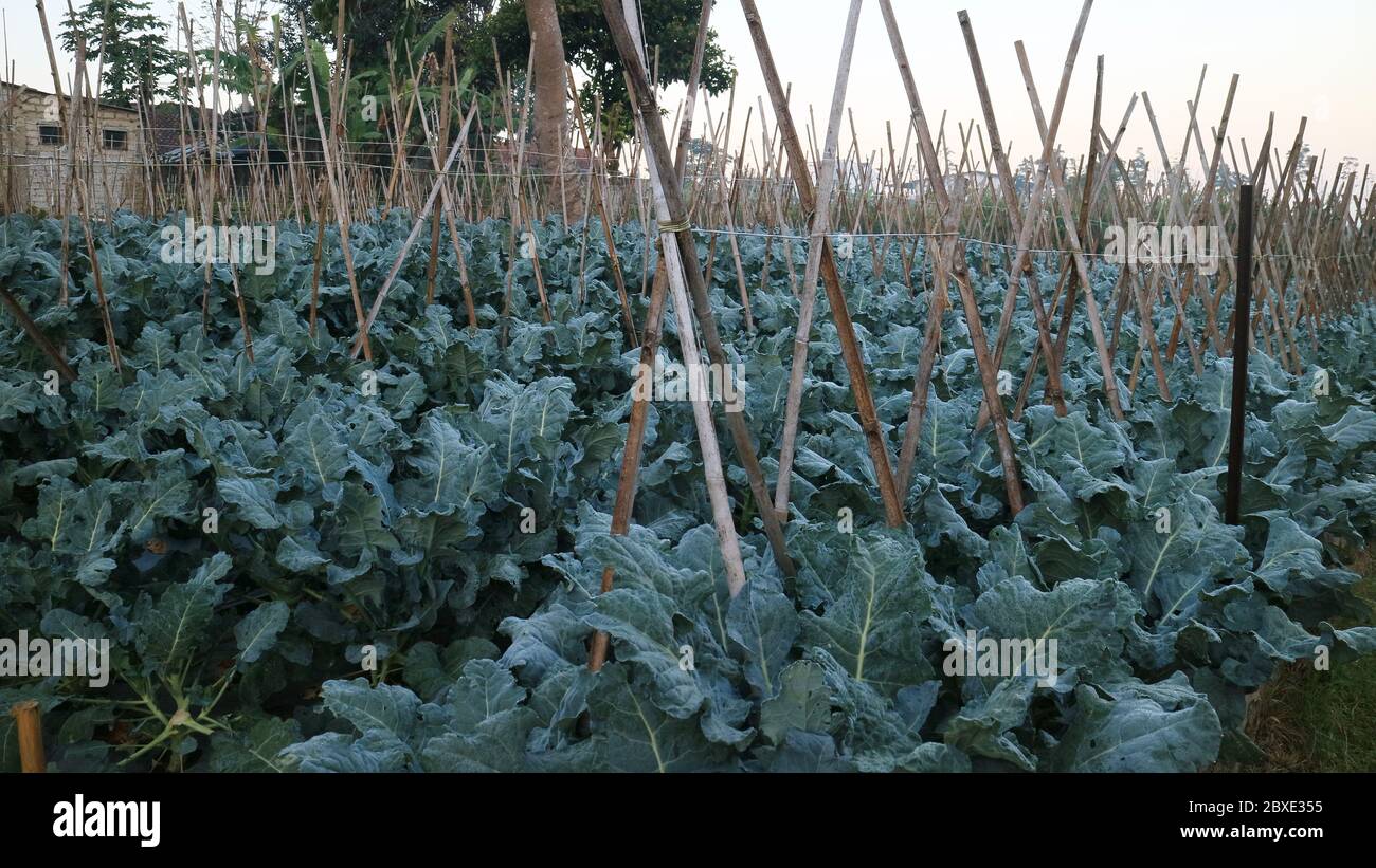 Broccoli nel giardino di Lembang, Giava Occidentale, Indonesia. Foto Stock