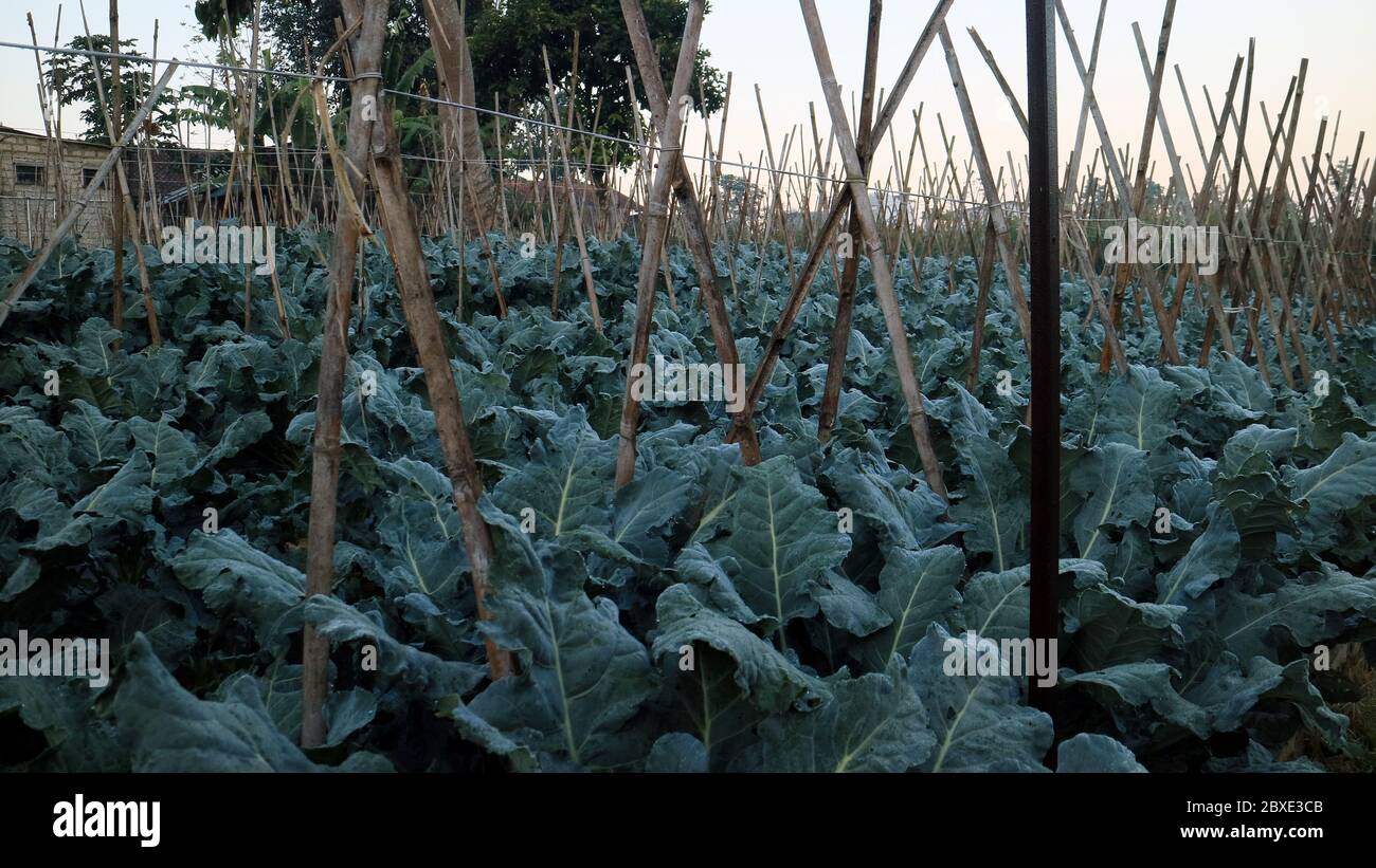 Broccoli nel giardino di Lembang, Giava Occidentale, Indonesia. Foto Stock