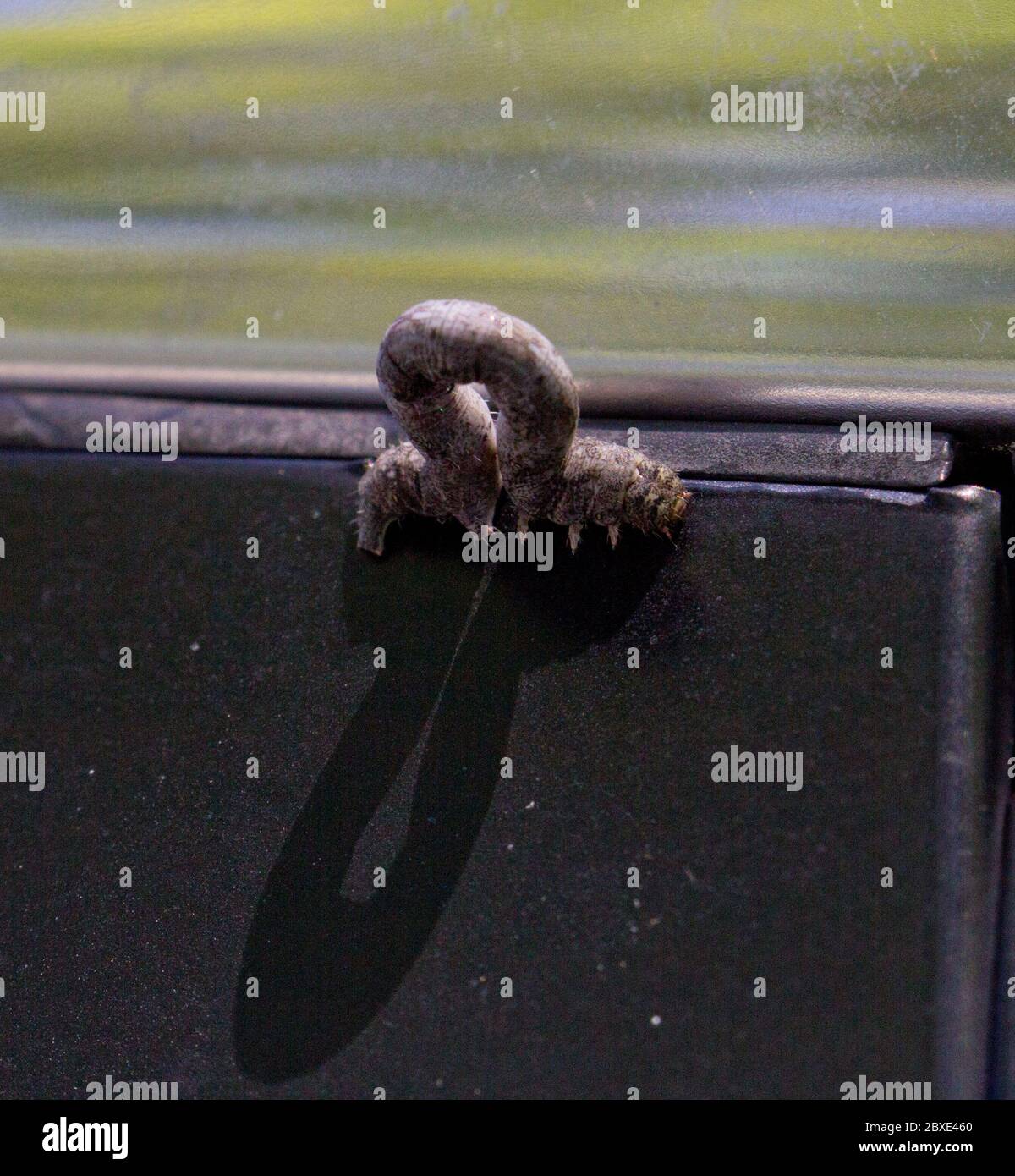 Il geometro a cappio la foresta di larva di falce caterpillar su auto stampaggio finestra / stampaggio getta ombra come il greco lettera omega / ohm segno sotto alberi riflessi, cielo Foto Stock