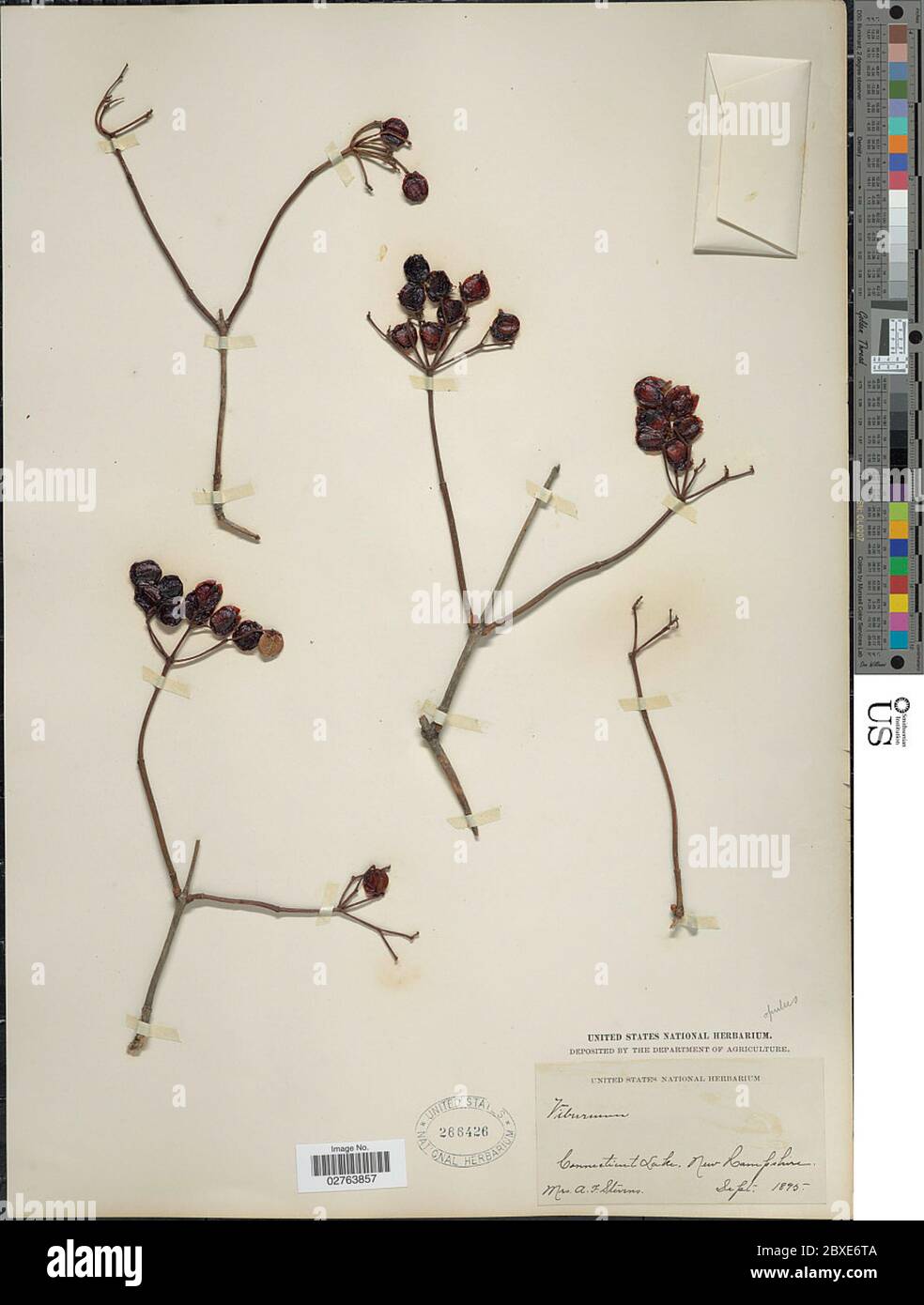 Viburnum Opulus L Viburnum Opulus L. Foto Stock