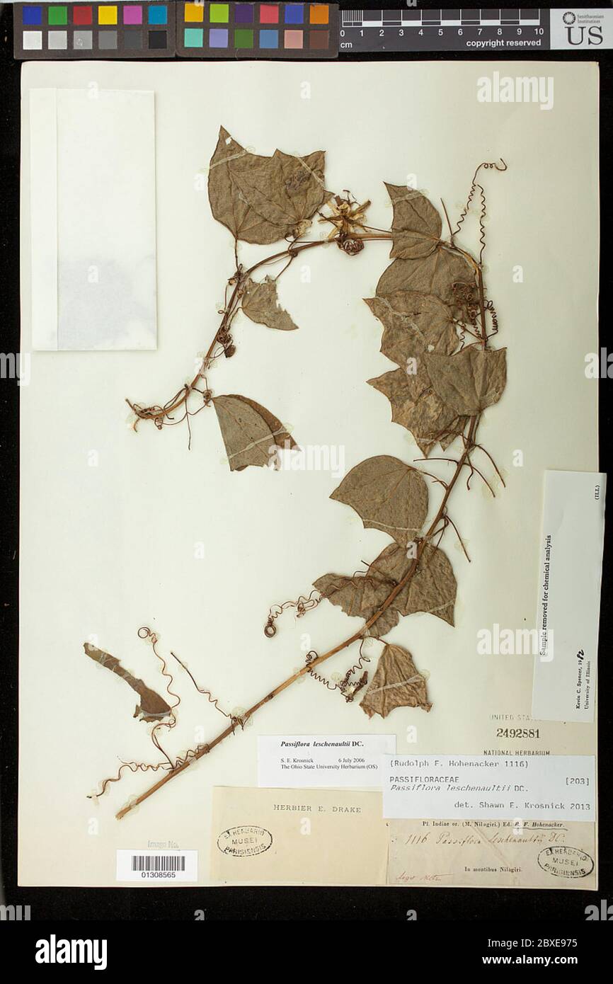 Passiflora leschenaultii DC Passiflora leschenaultii DC. Foto Stock