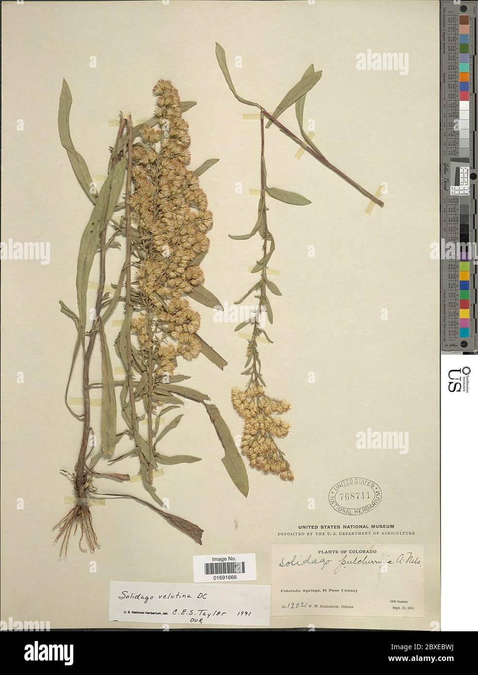 Solidago velutina DC Solidago velutina DC. Foto Stock