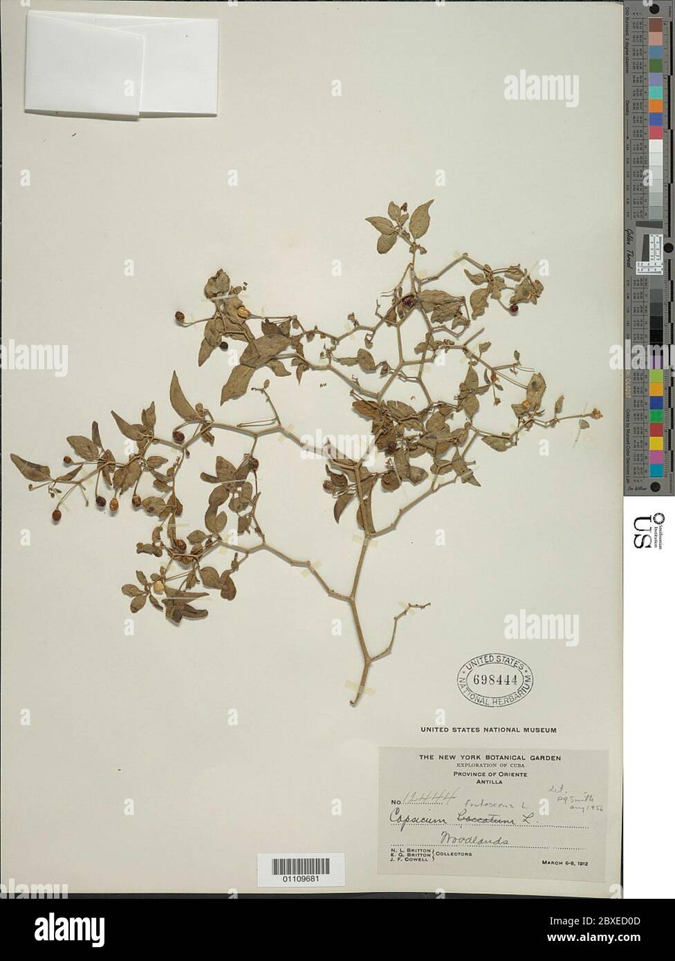 Capsicum frutescens L Capsicum frutescens L. Foto Stock