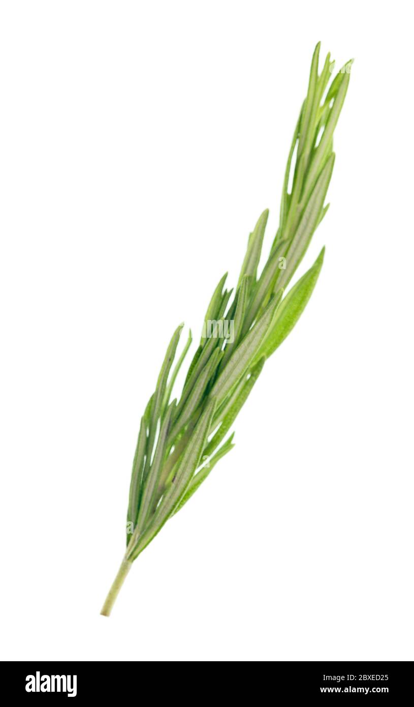 Il rosmarino isolati su sfondo bianco Foto Stock