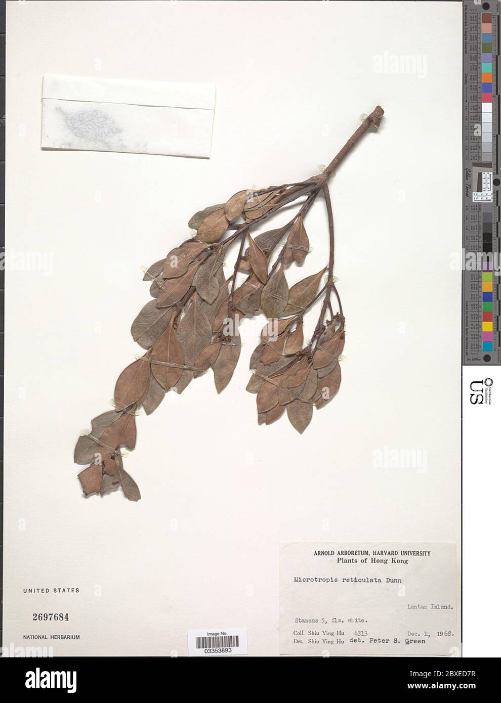 Microcropis reticulata Dunn Microcropis reticulata Dunn. Foto Stock