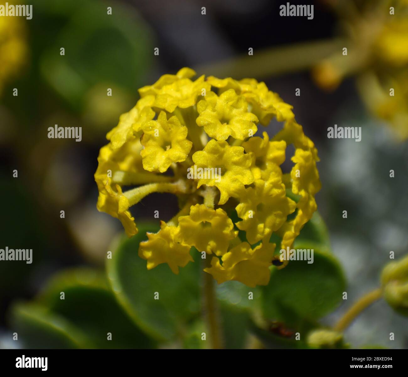 Una infiorescenza di piccoli fiori gialli di sabbia gialla verbena (Abronia latifolia) sulle dune di Moss Landing, California Foto Stock