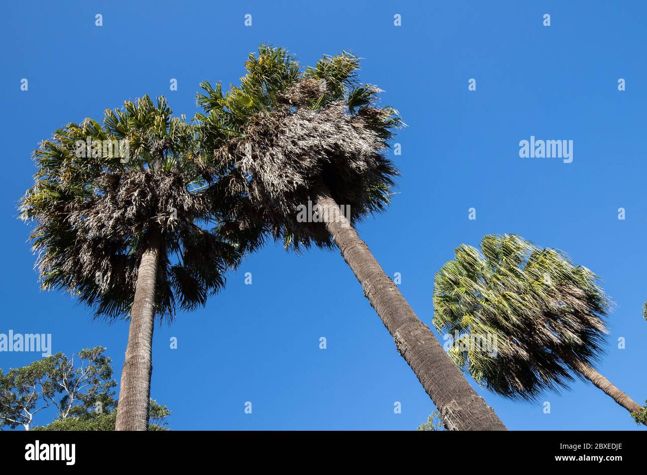 Palme e cielo blu Foto Stock