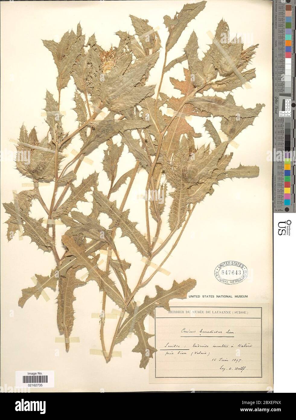 Cnico benedictus Cnico benedictus. Foto Stock