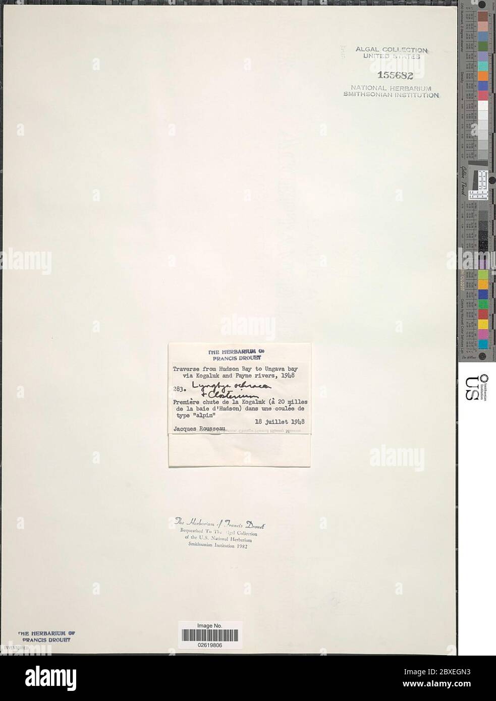 Leptotrix ochracea Ktz Leptotirix ochracea Ktz. Foto Stock