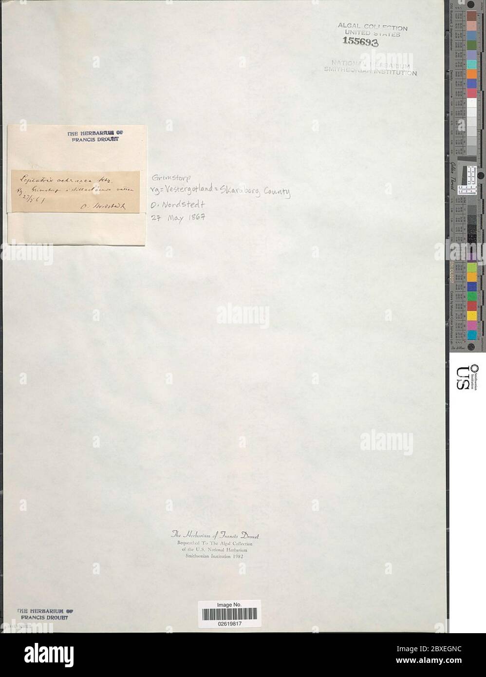 Leptotrix ochracea Ktz Leptotirix ochracea Ktz. Foto Stock