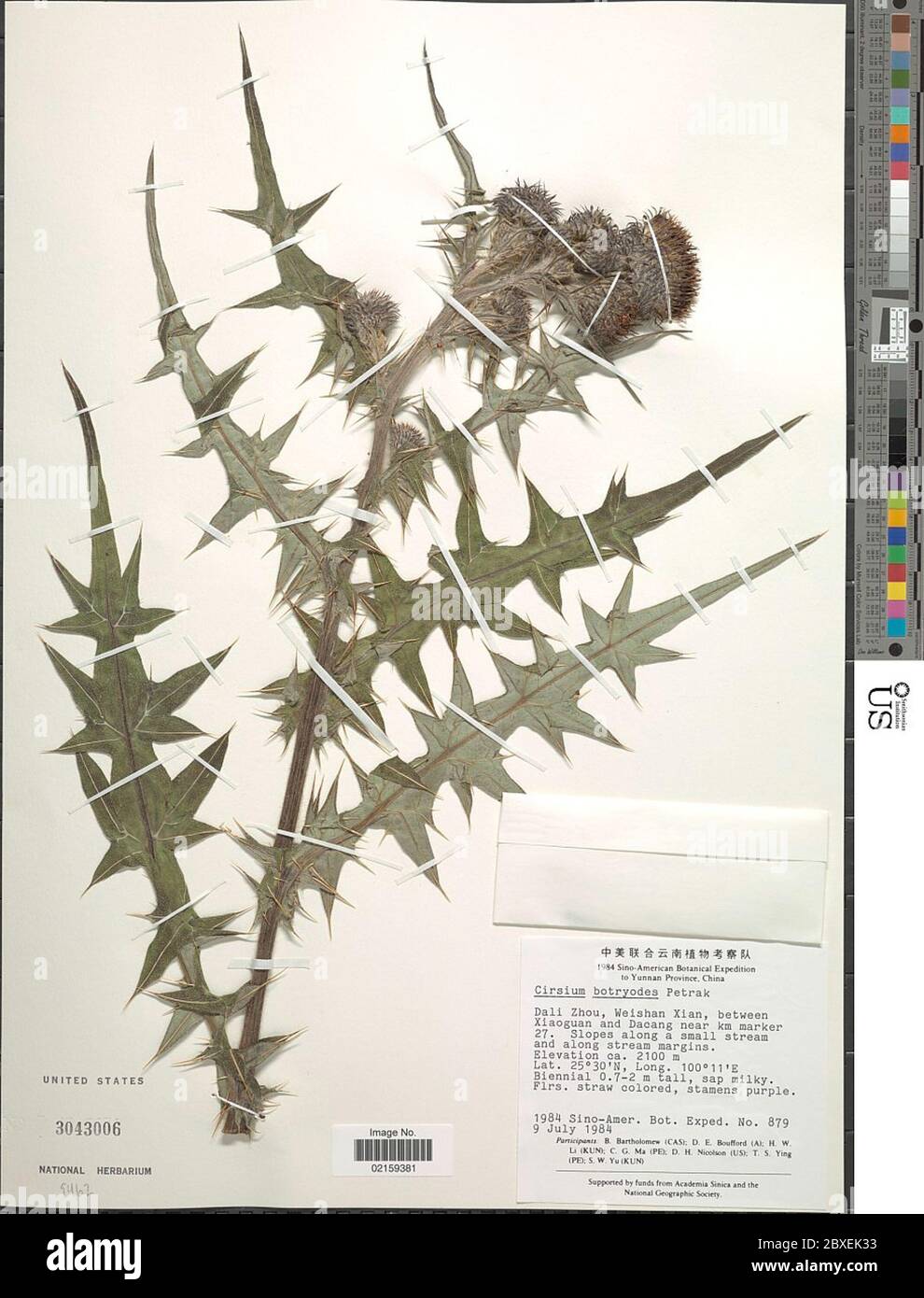 Cirsium botryodes Petr Cirsium botryodes Petr. Foto Stock