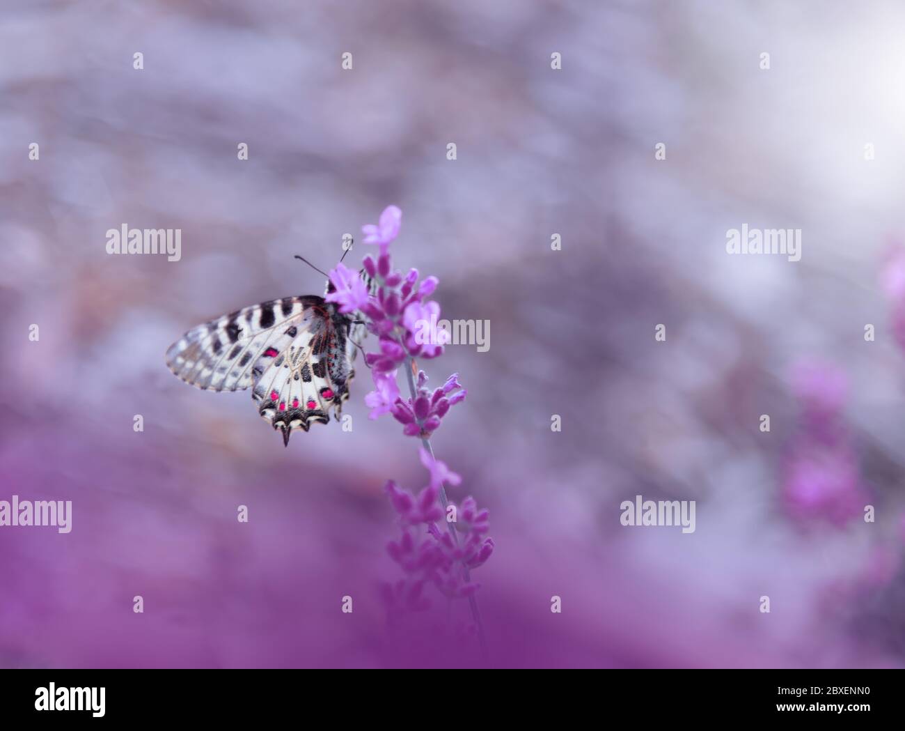 Bella Violet Nature background.Floral Art Design.Macro Photography.Floral astratto sfondo pastello con copia Space.Butterfly e campo di lavanda. Foto Stock