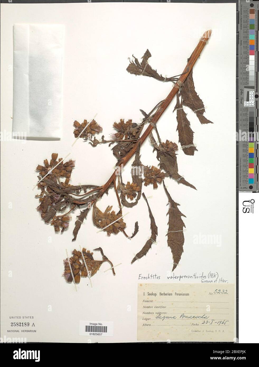 Erechtites prenanthoides gancio f Erechtites prenanthoides gancio f Foto Stock