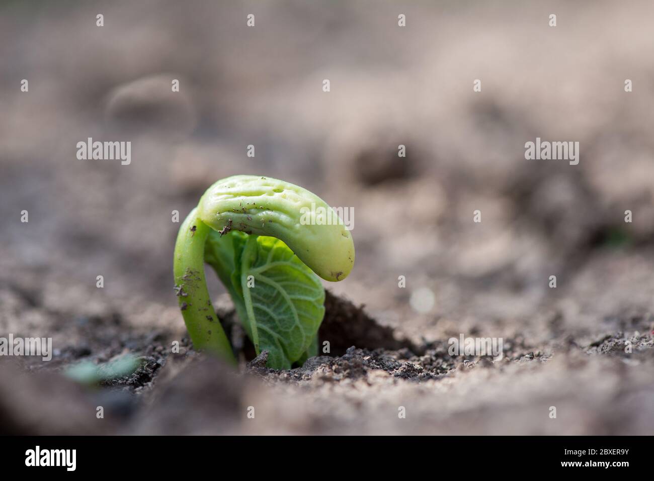 Primo piano di germinazione di semi di fagioli in un giardino rurale - fuoco selettivo Foto Stock