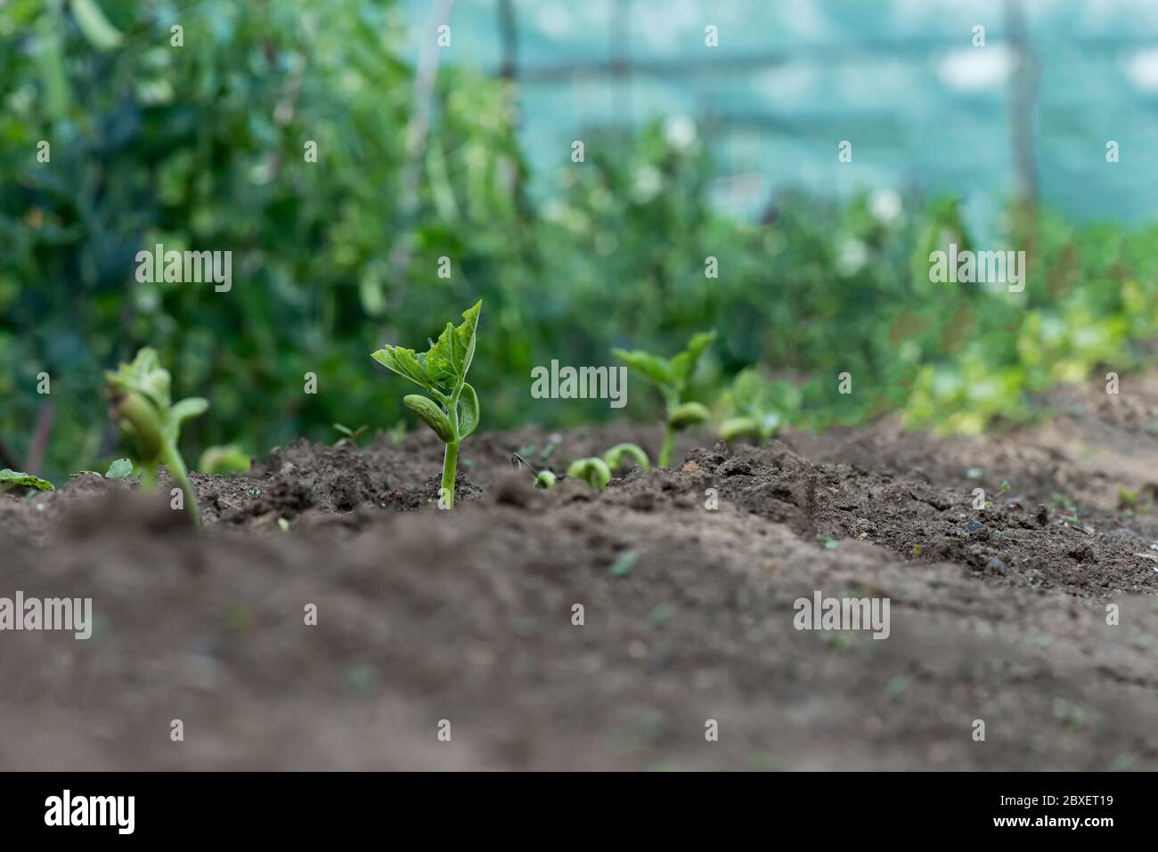 Primo piano di germinazione di semi di fagioli in un giardino rurale - fuoco selettivo Foto Stock