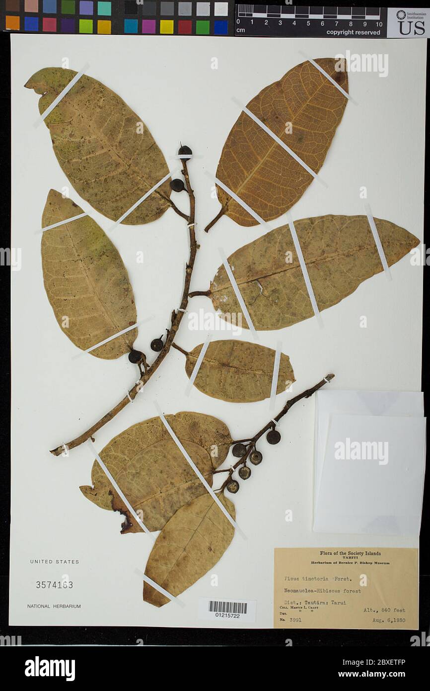 Ficus tinctoria G Forst subsp tinctoria Ficus tinctoria G Forst subsp tinctoria. Foto Stock