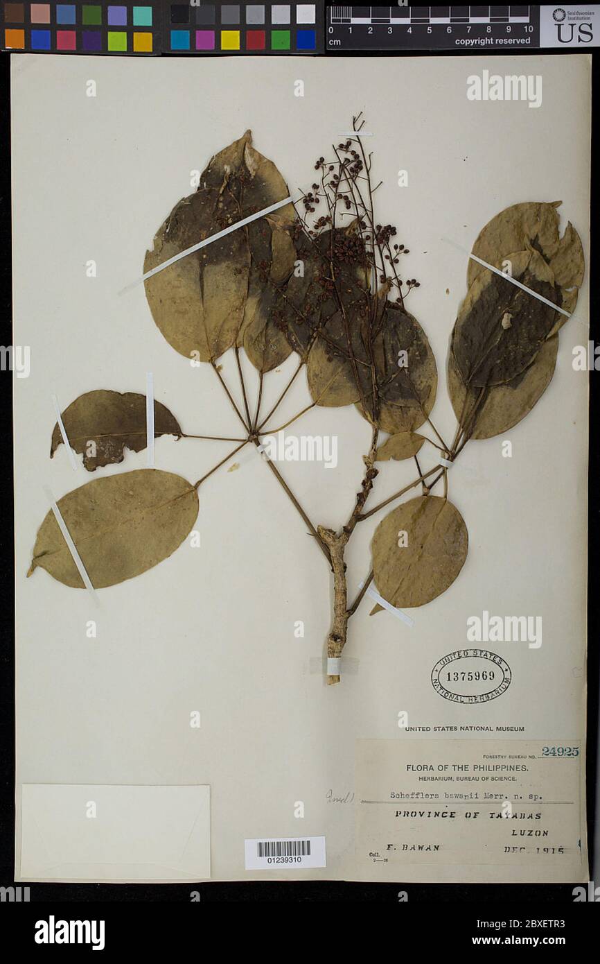 Schefflera bawanii coniò Schefflera bawanii. Foto Stock