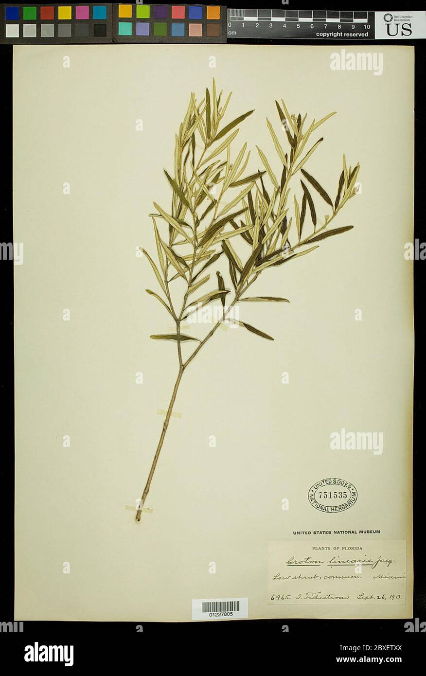 Linearis di cron Jacq linearis di cron Jacq. Foto Stock