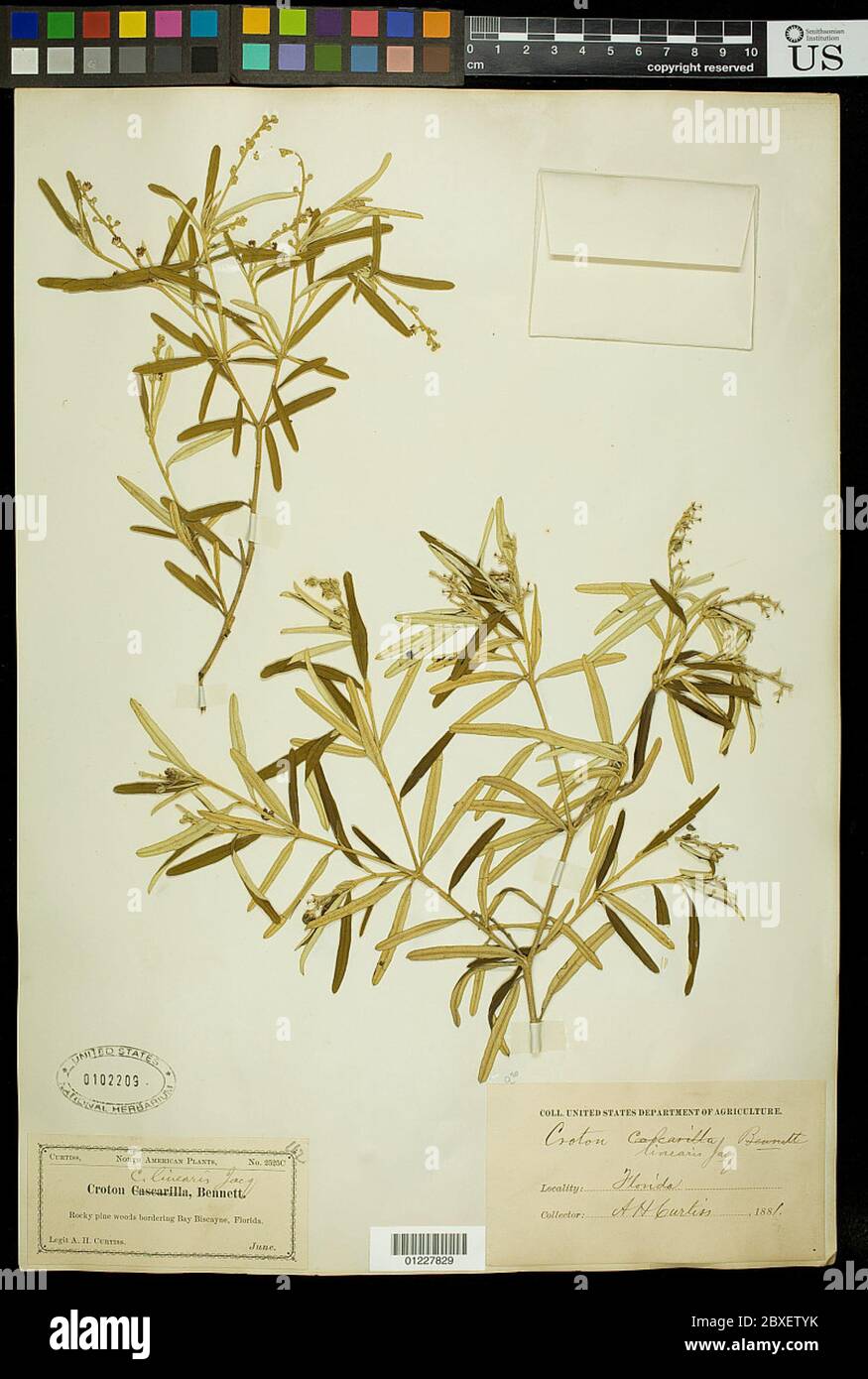 Linearis di cron Jacq linearis di cron Jacq. Foto Stock