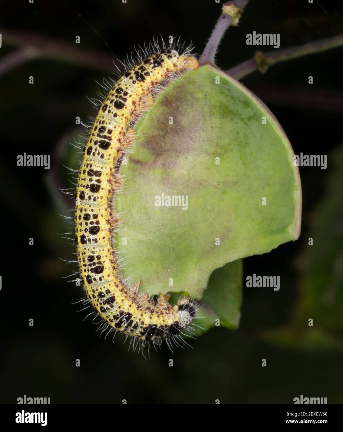 Un grande bruco bianco di cavolo (Pieris brasicae) che si nutra su una foglia di una pianta di onestà, Warwickshire Foto Stock