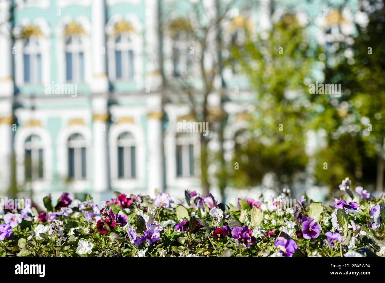 Russia, San Pietroburgo, 23 maggio 2020: Fioritura letto di fiori di fronte all'Hermitage Foto Stock