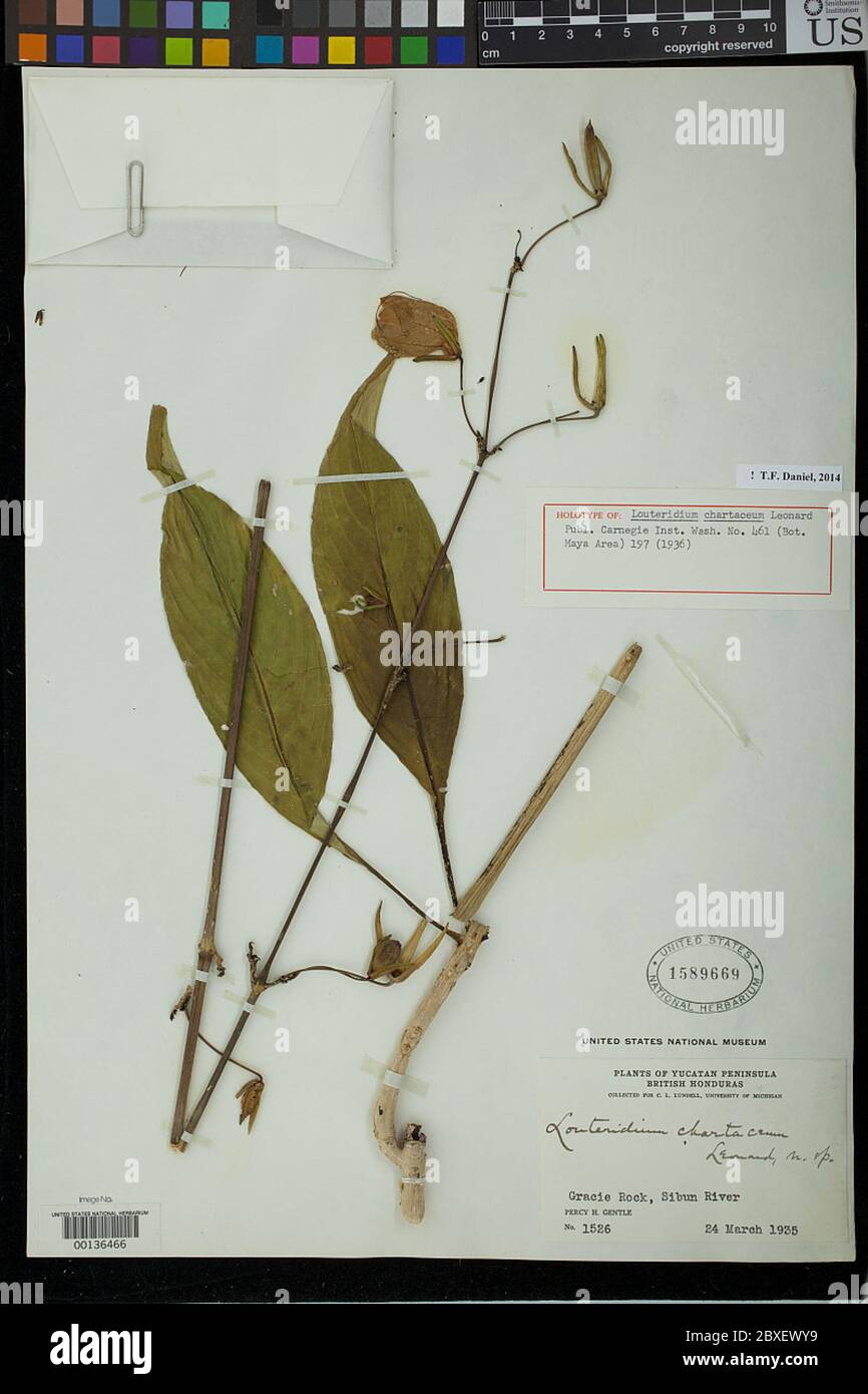 Louteridium chartaceum Leonard Louteridium chartaceum Leonard. Foto Stock