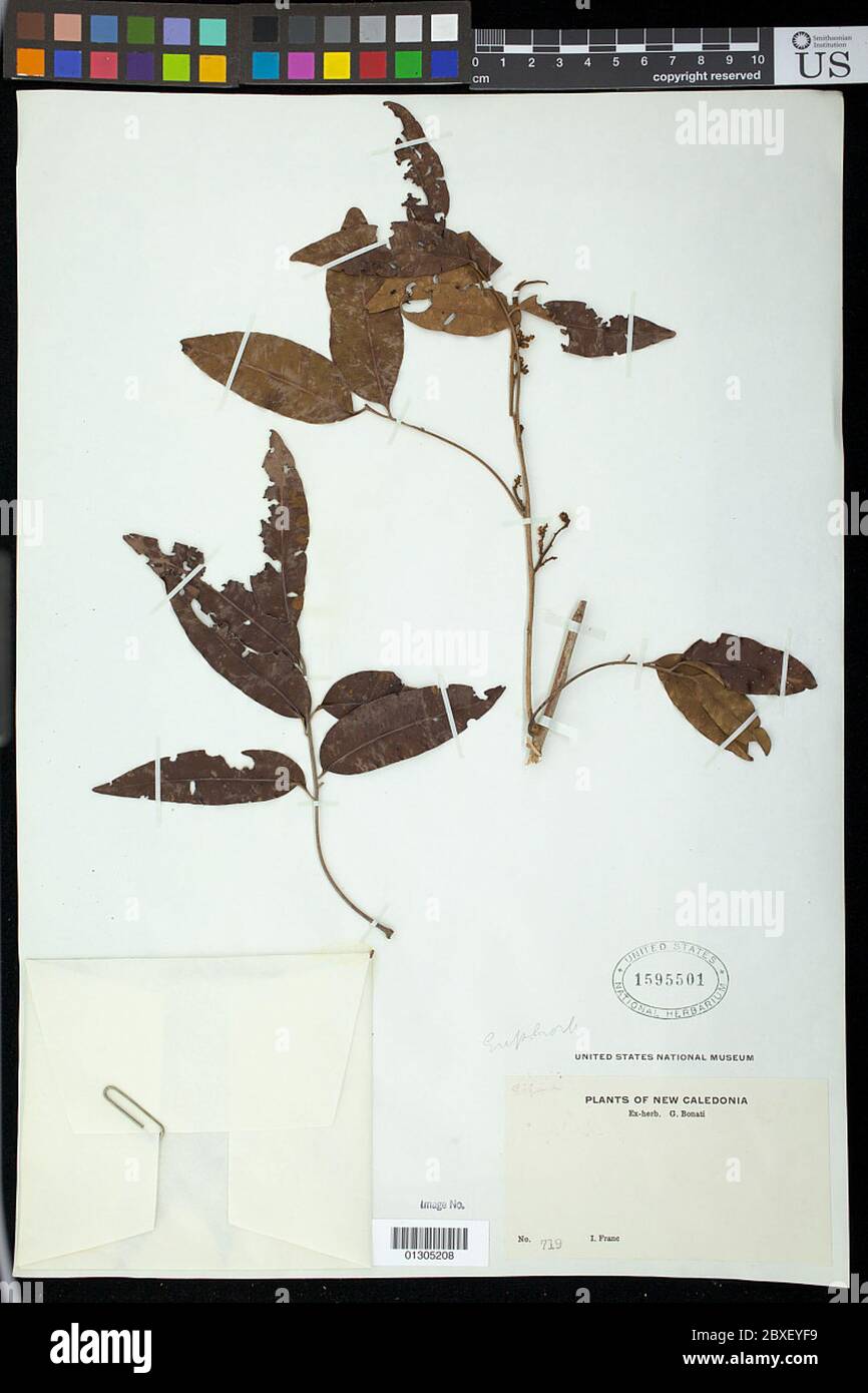 Indet sp indet sp. Foto Stock