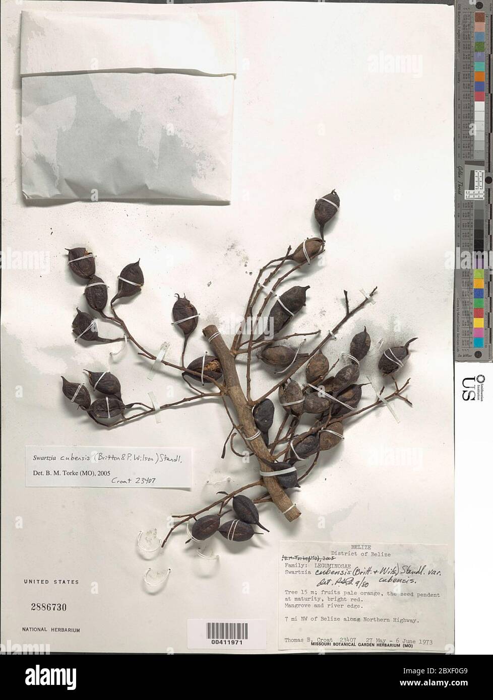 Swartzia cubensis Haltenensis Haltenstewel. Foto Stock