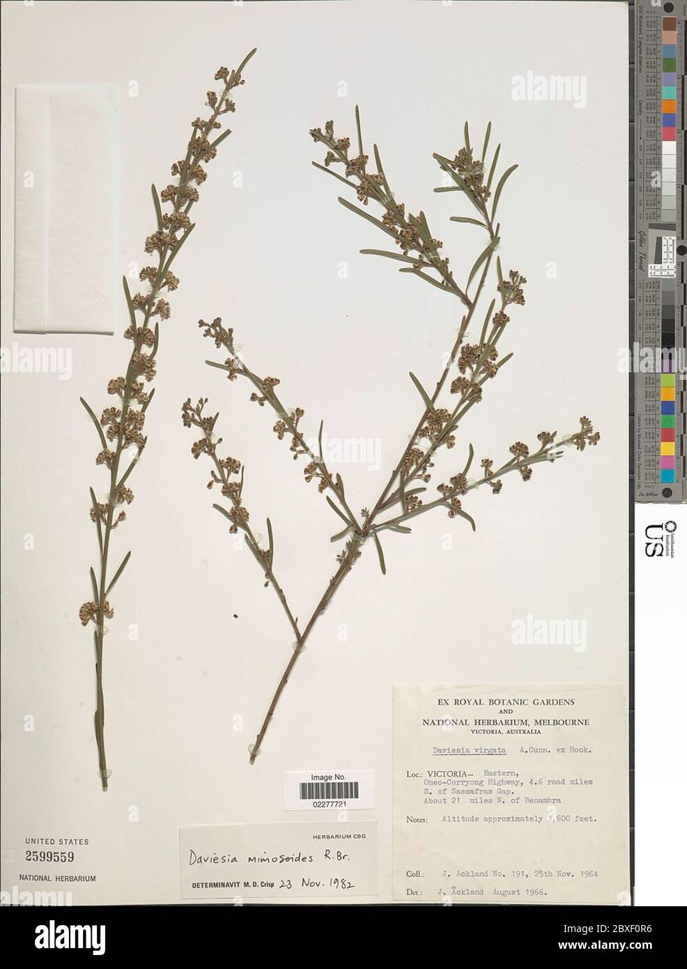 Daviesia mimosoides Aiton Daviesia mimosoides Aiton. Foto Stock