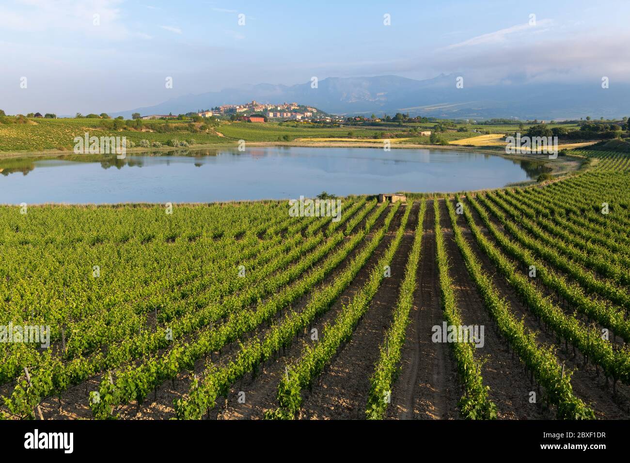 Vigna e lago di Carralogroño con la città di Laguardia come sfondo, Rioja Alavesa, Spagna Foto Stock
