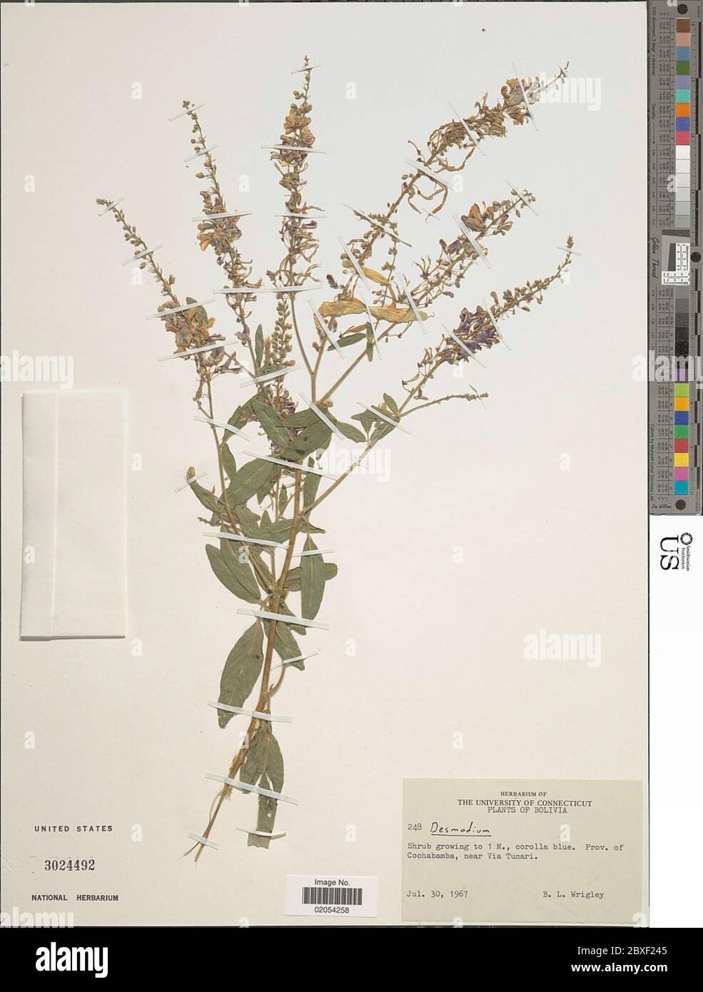 Desmodium sp. Desmodium sp. Foto Stock