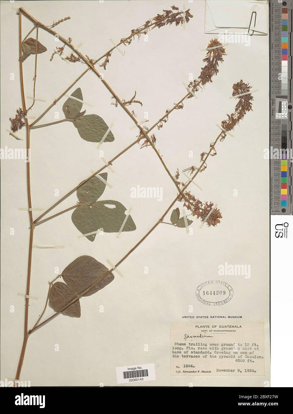 Desmodium sp. Desmodium sp. Foto Stock