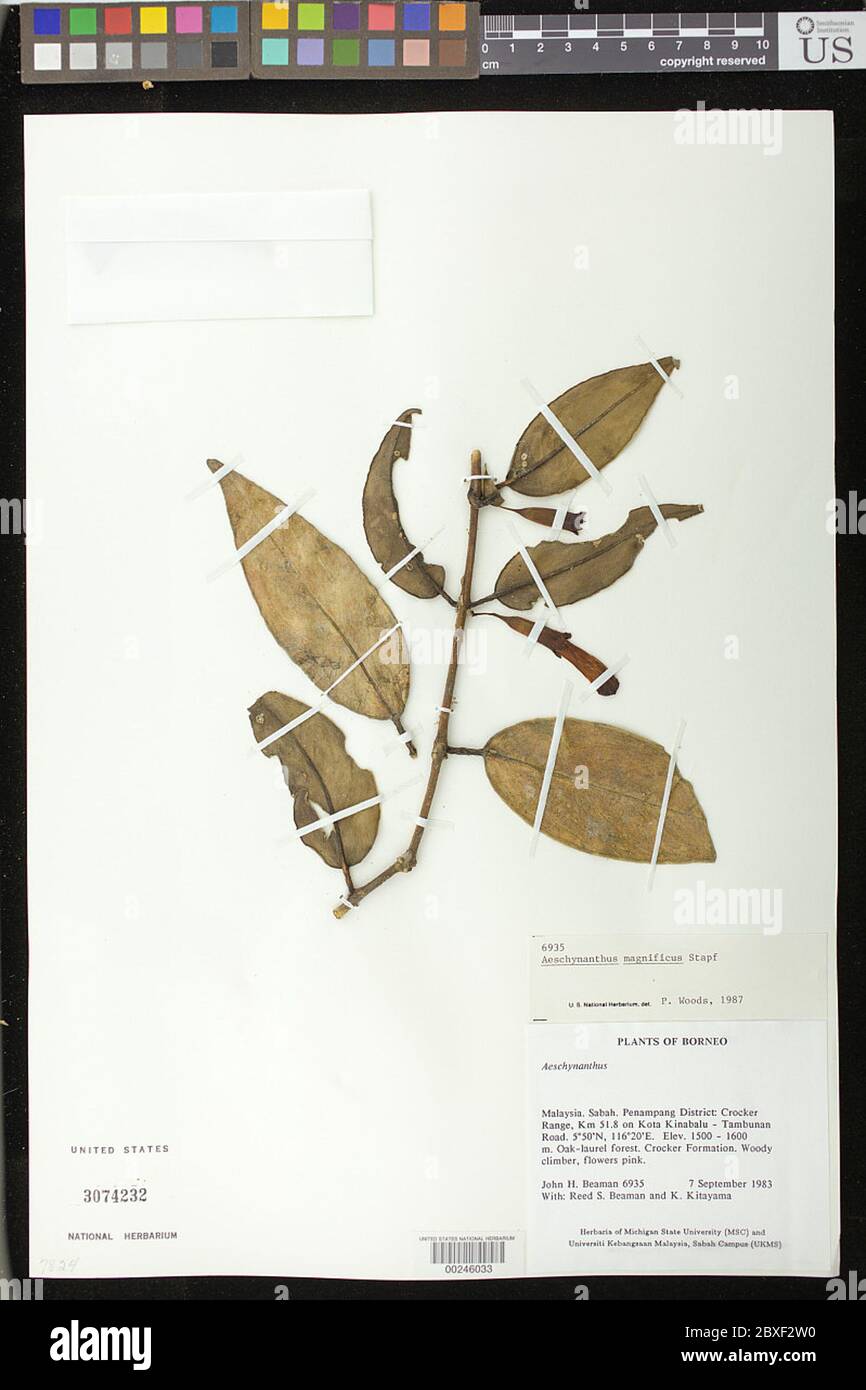 Aeschynanthus magnificus Stapf Aeschynanthus magnificus Stapf. Foto Stock