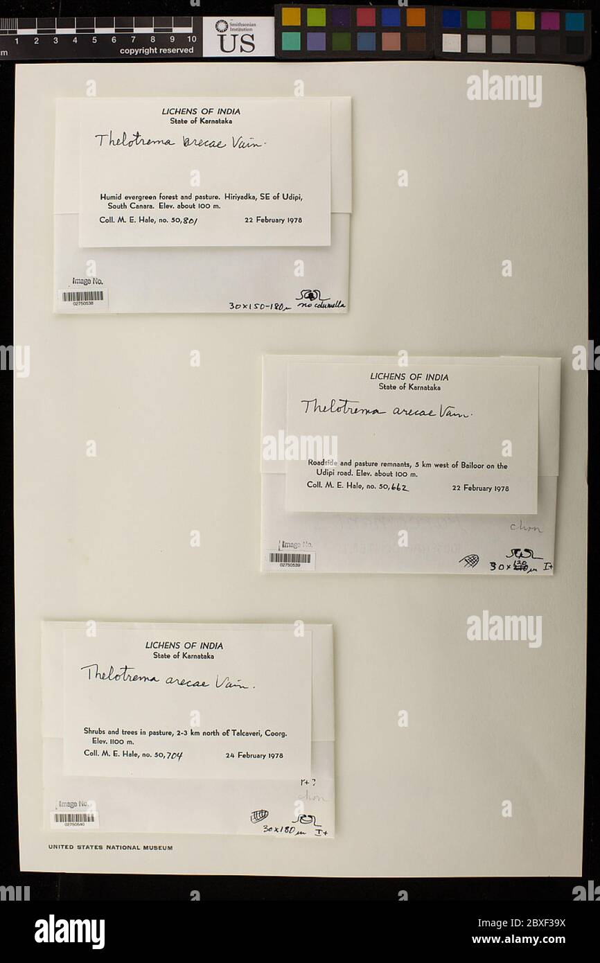 Ocellularia arecae vain Hale Ocellularia arecae vain Hale. Foto Stock