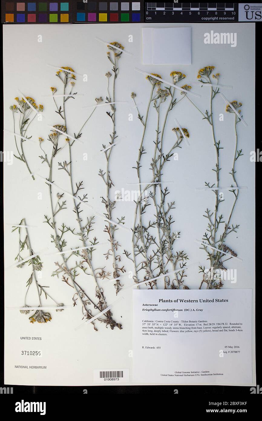 Eriophyllum confertiflorum DC A Grey Eriophyllum confertiflorum DC A Grey. Foto Stock