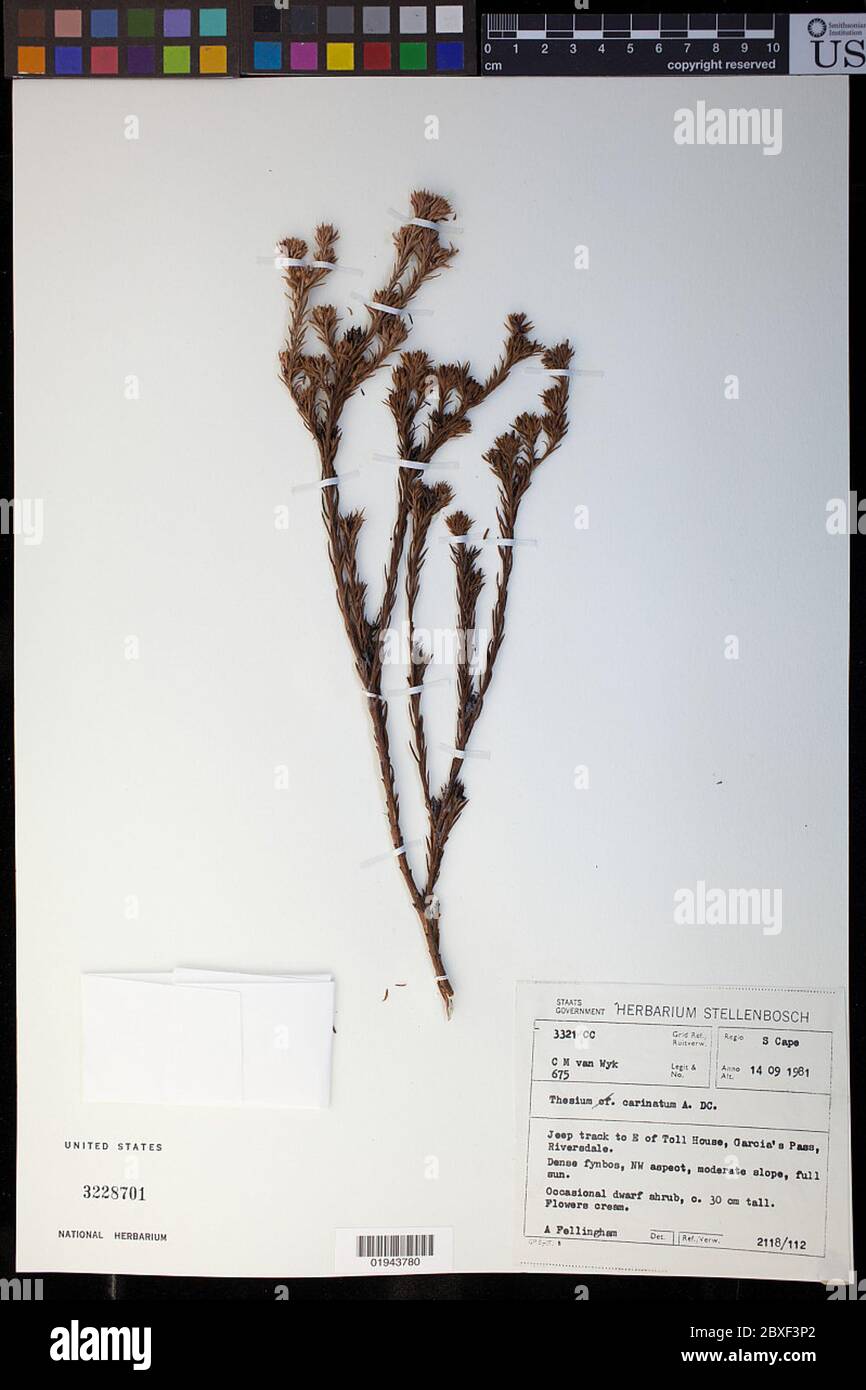 Thesium carinatum A DC Thesium carinatum A DC. Foto Stock
