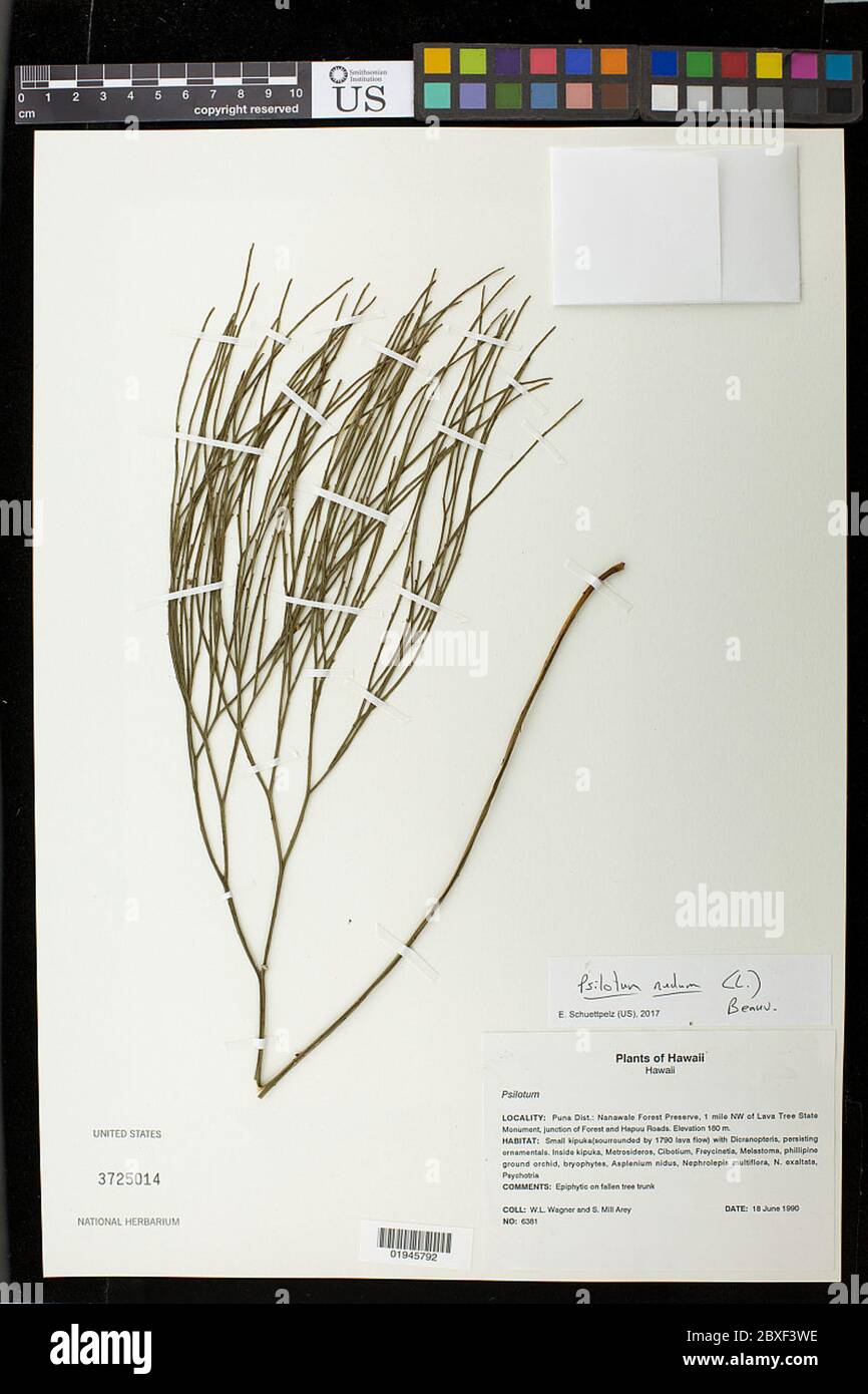 Psilotum nudum L P Beauv Psilotum nudum L P Beauv. Foto Stock