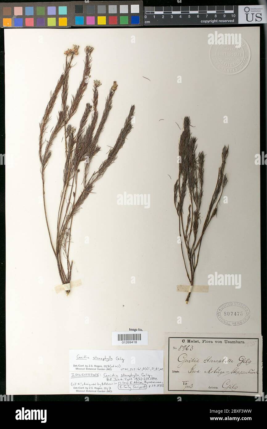 Gnidia stenophylla Gilg Gnidia stenophylla Gilg. Foto Stock