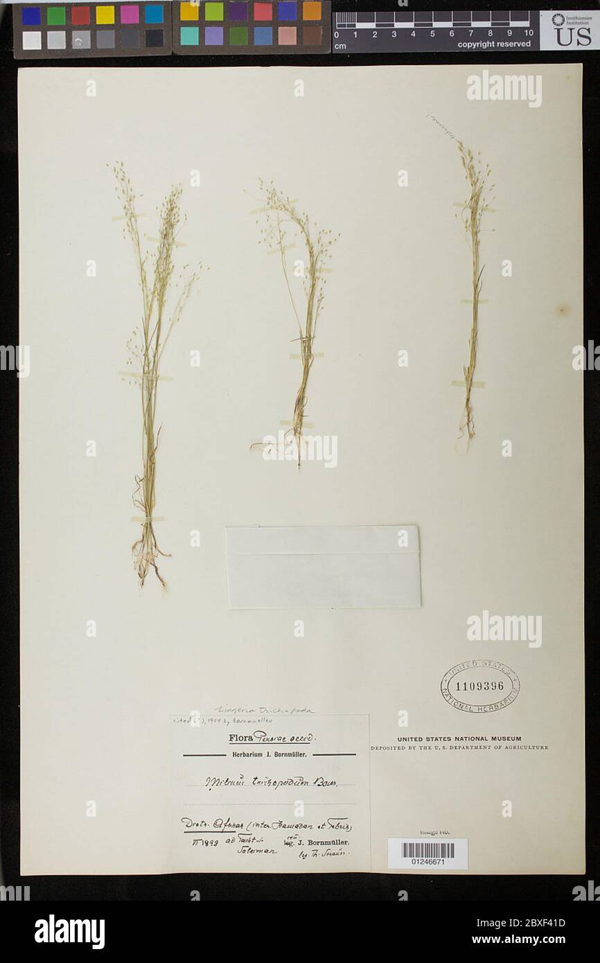 Zingeria trichopoda Boiss PA Smirn Zingeria trichopoda Boiss PA Smirn. Foto Stock