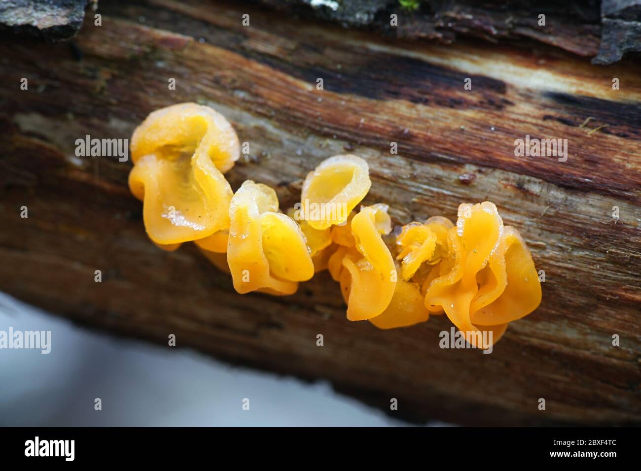 Dacrymyces crisospermo, conosciuto come funghi orange jelly spot, funghi selvatici dalla Finlandia Foto Stock