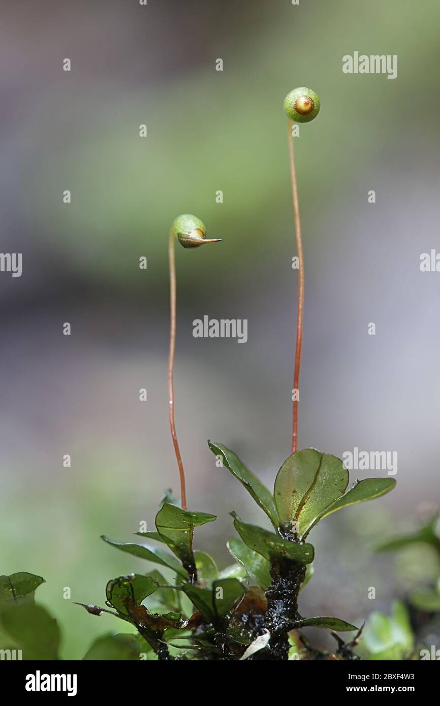 Rhizomnium magnifolium, capsule di spore di muschio frondoso della famiglia Mniaceae, Foto Stock