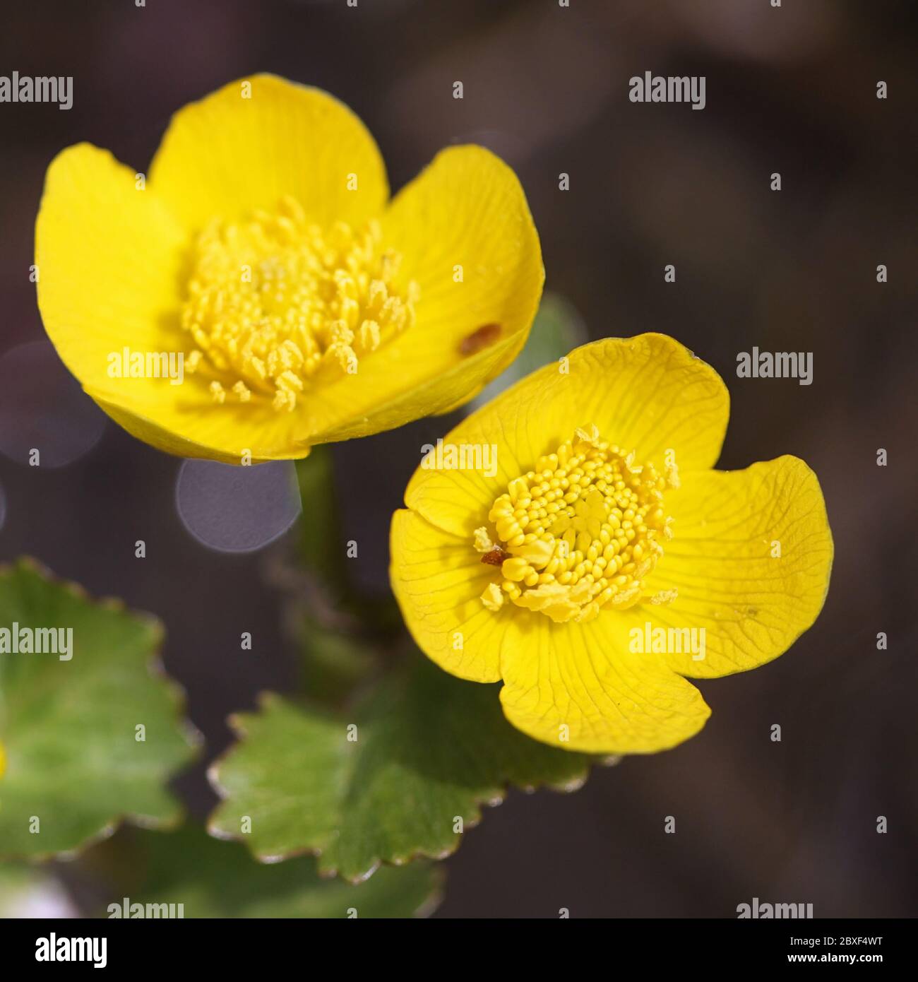 Caltha palustris, conosciuta come marigold e kingcup, pianta selvatica dalla Finlandia Foto Stock