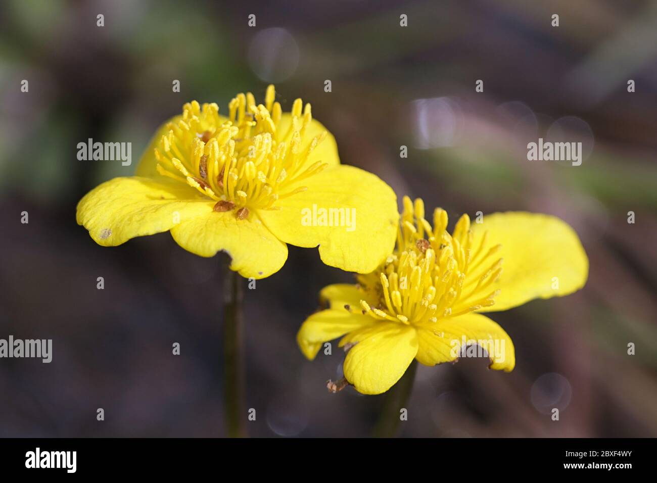 Caltha palustris, conosciuta come marigold e kingcup, pianta selvatica dalla Finlandia Foto Stock