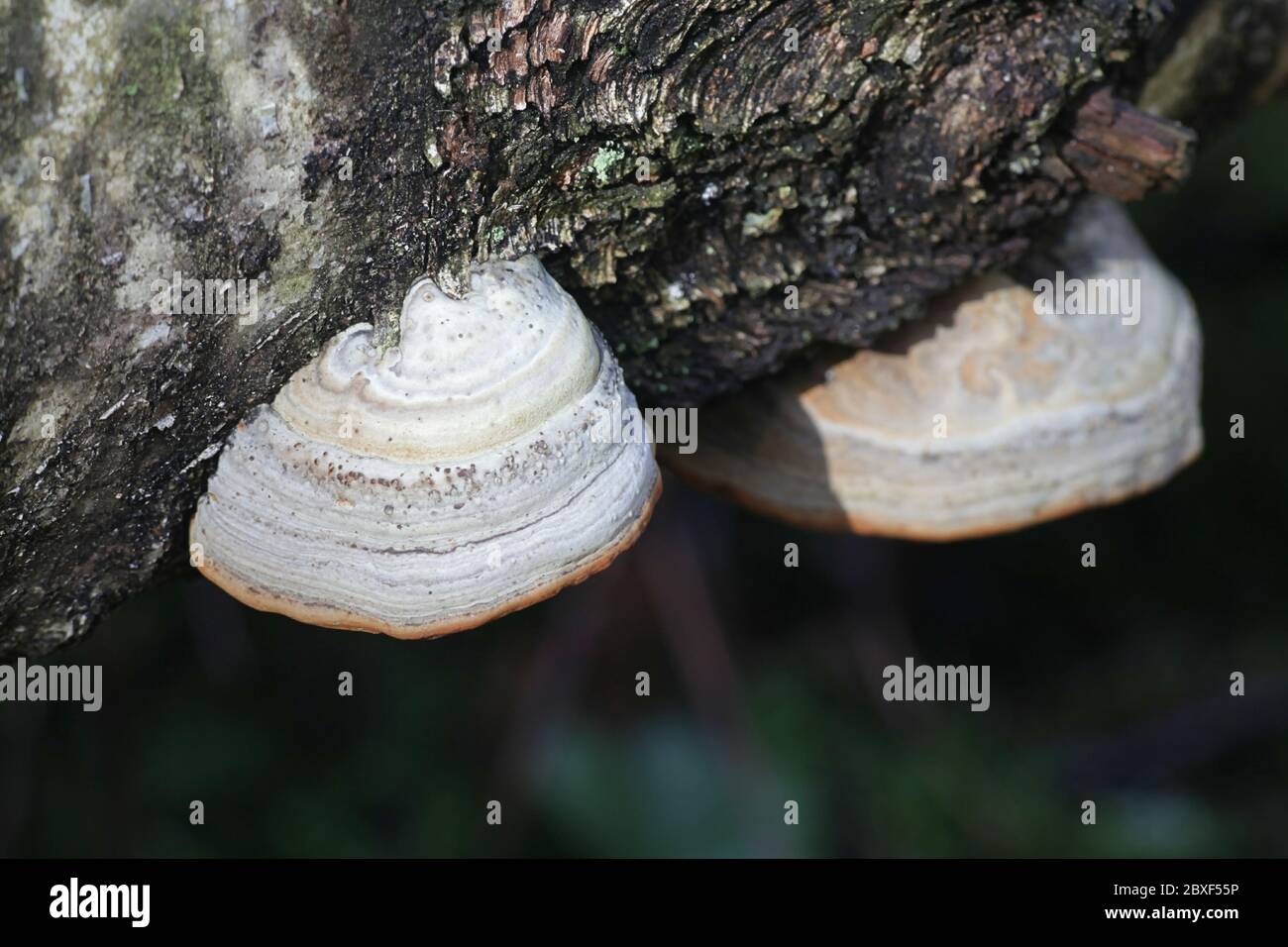 Fomes fomentarius, comunemente noto come fungo di tonder, fungo di tonder falso, fungo di hoof, conk di tonder, polyporus di tonder o fungo dell'uomo di ghiaccio Foto Stock