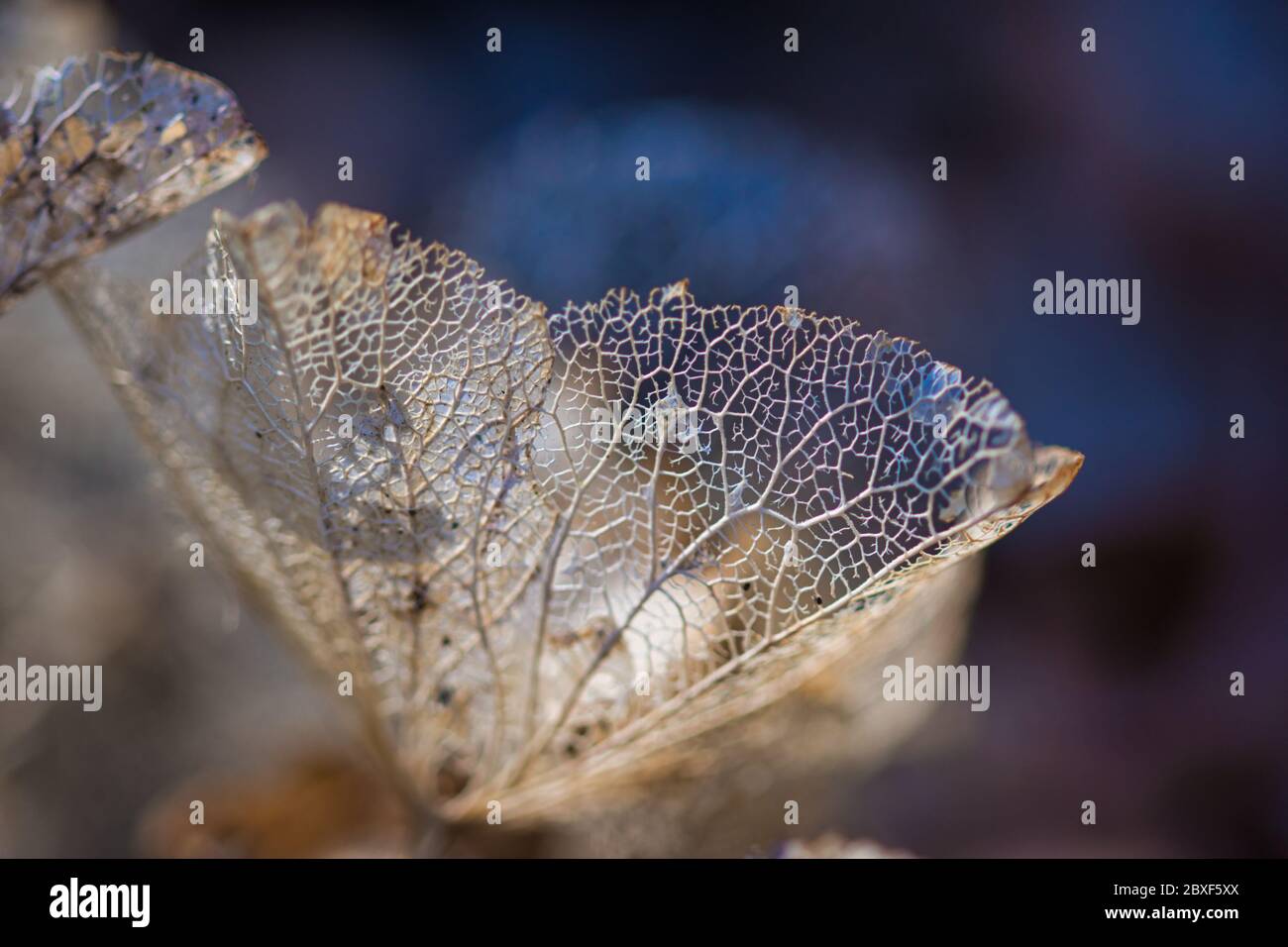 Laccio foglie sfondo macro texture. Foglie di idrangea secche e perforate su sfondo sfocato, contrasto di luce e ombre, un concetto per l'invecchiamento Foto Stock